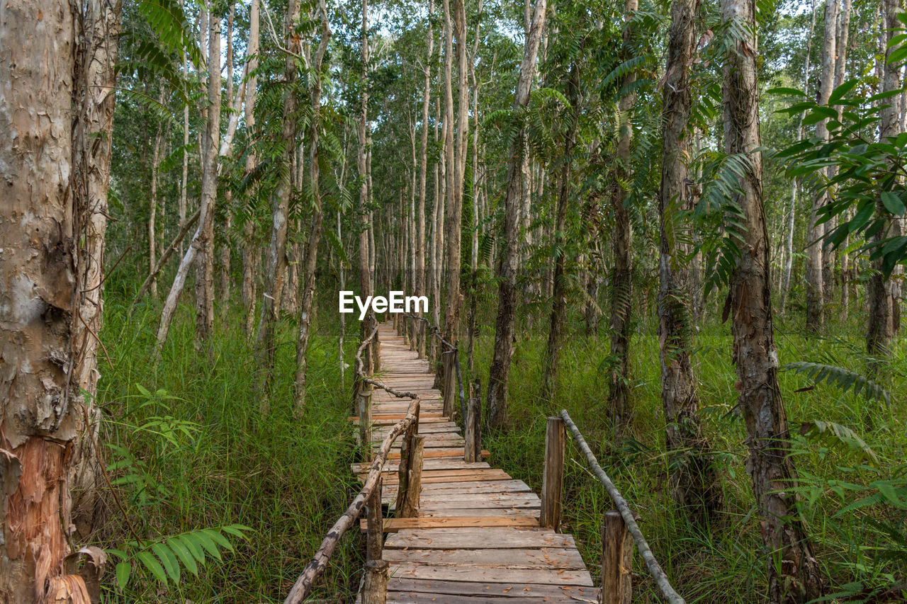 Walkway amidst trees in forest