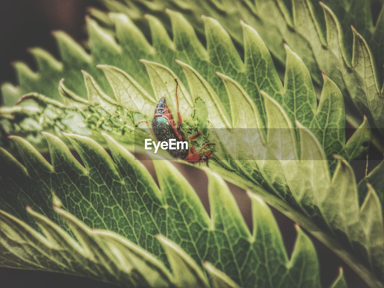 CLOSE-UP OF INSECT ON PLANT