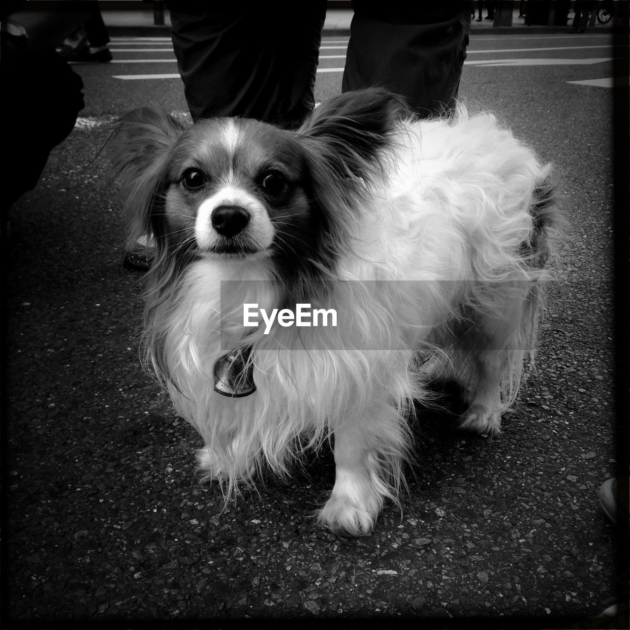 Close-up of dog