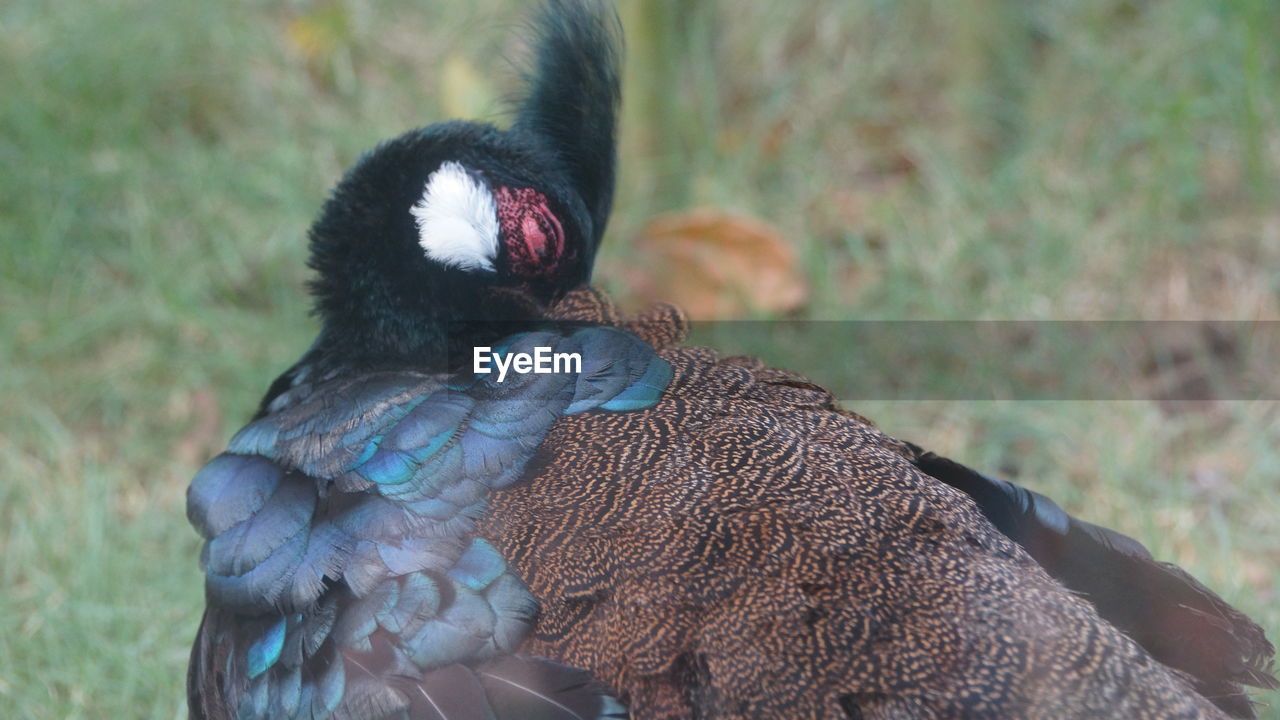 Close-up of a bird on field