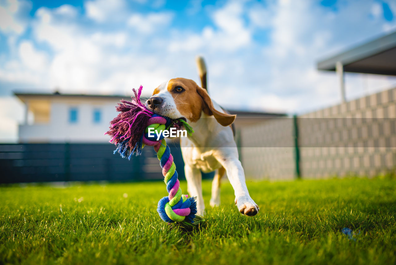 Dog running on grass