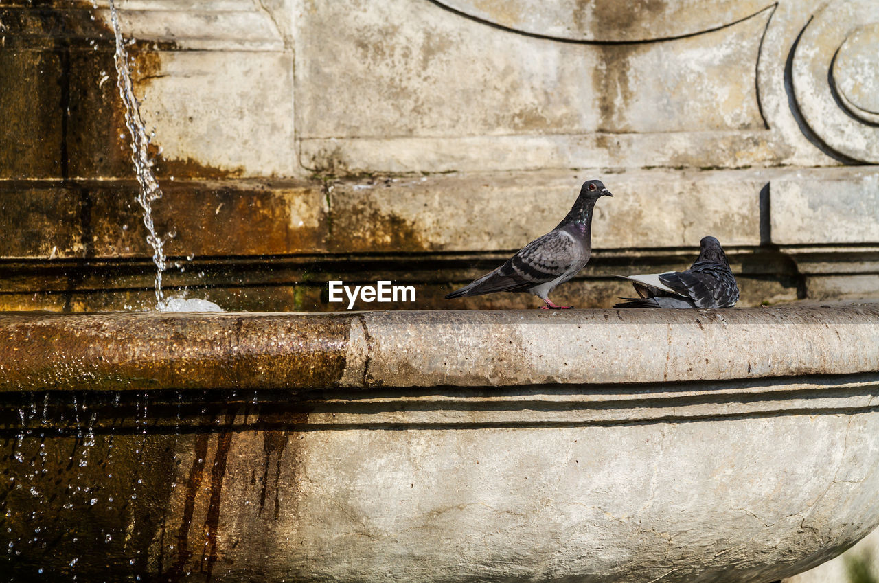 wall, water, architecture, bird, wall - building feature, no people, animal, animal themes, built structure, day, wildlife, urban area, ancient history, animal wildlife, fountain, pigeon, art, nature, building exterior, outdoors, wood, iron, one animal, reflection