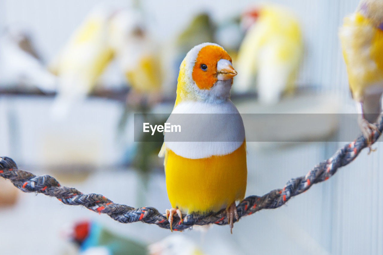 bird, yellow, animal themes, animal, focus on foreground, animal wildlife, nature, no people, beak, parrot, outdoors, close-up, perching, wildlife, branch, flower, day, multi colored, one animal