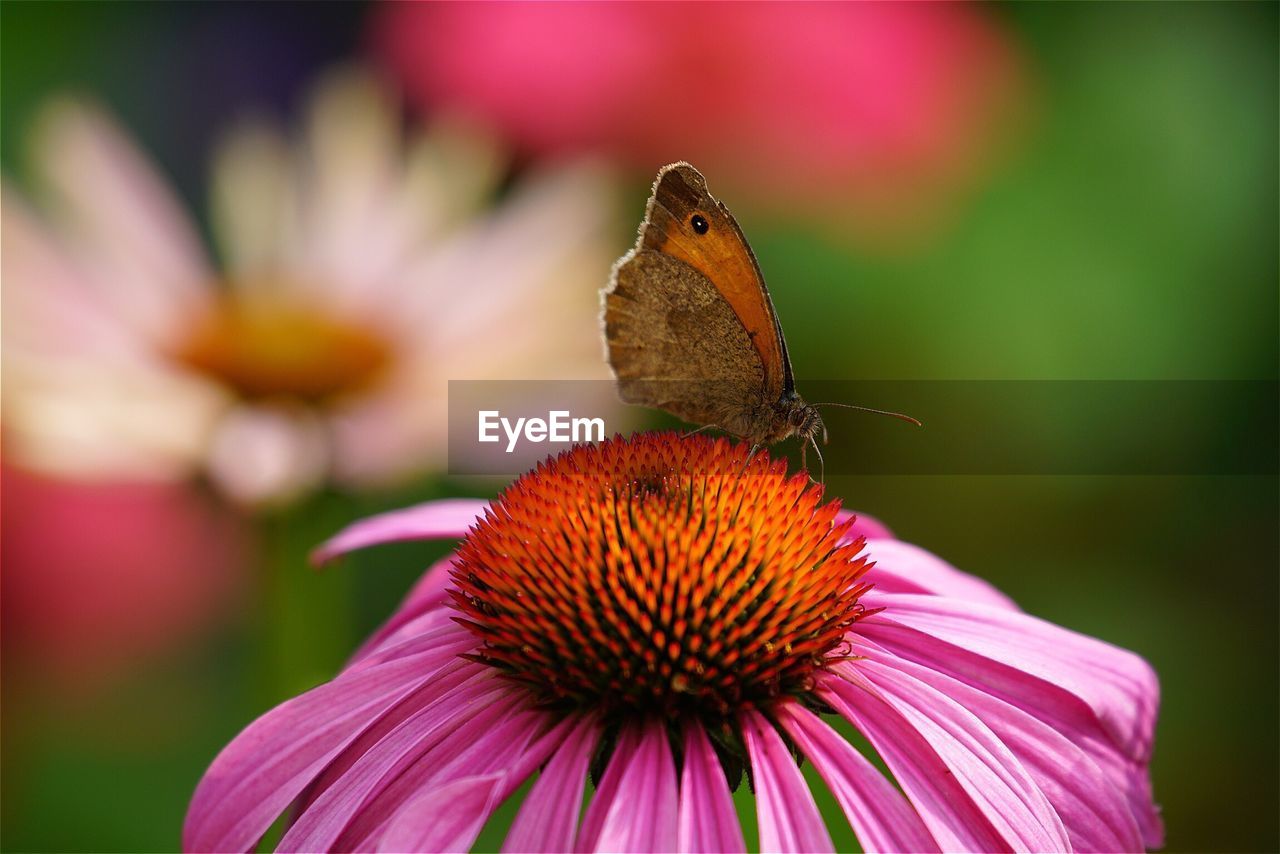 Close-up of butterfly pollinating on coneflower