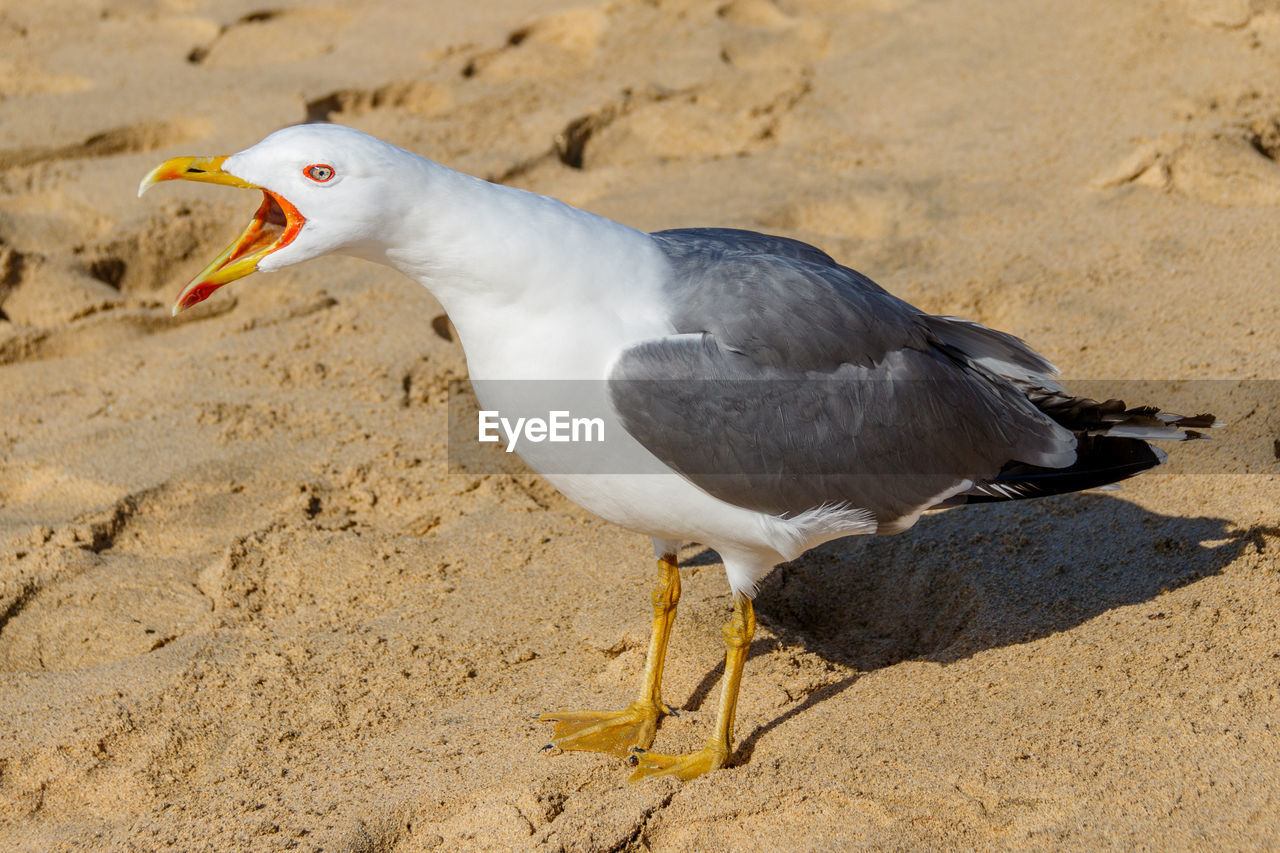 SEAGULL WITH SAND