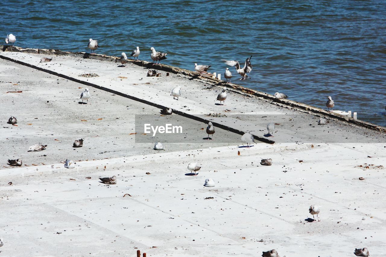 High angle view of birds by sea