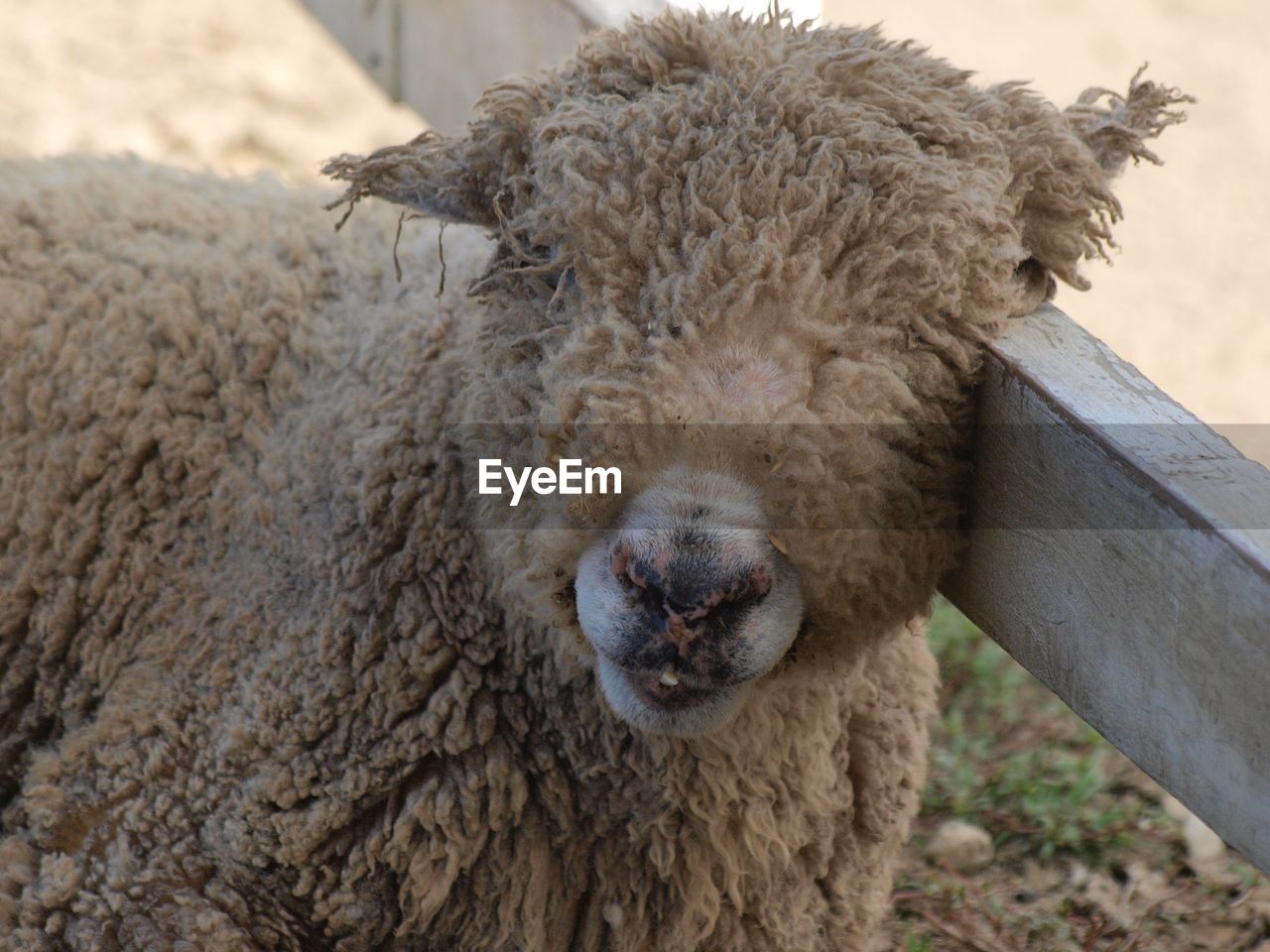 CLOSE-UP PORTRAIT OF A ANIMAL