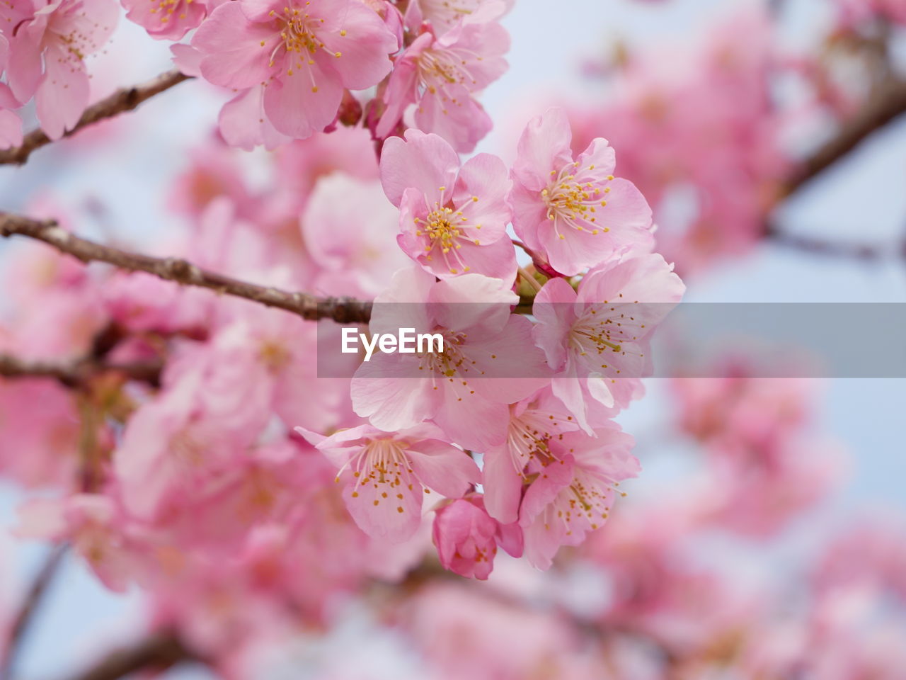 plant, flower, flowering plant, blossom, pink, springtime, fragility, freshness, beauty in nature, tree, growth, cherry blossom, branch, nature, produce, close-up, food, cherry, inflorescence, no people, petal, flower head, cherry tree, outdoors, day, selective focus, botany, twig, focus on foreground, culture, pollen, food and drink, spring, fruit tree, fruit, almond, pastel colored