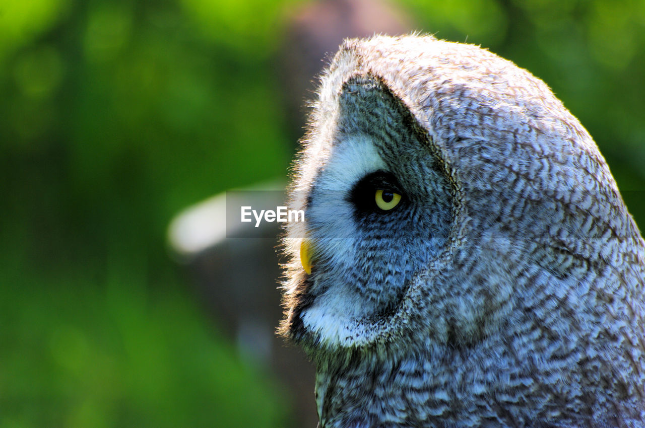 CLOSE-UP OF PARROT