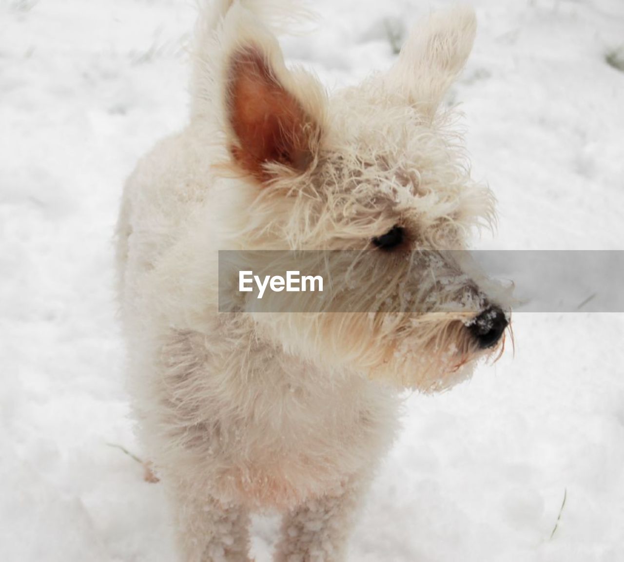 HIGH ANGLE VIEW OF WHITE DOG ON SNOW FIELD