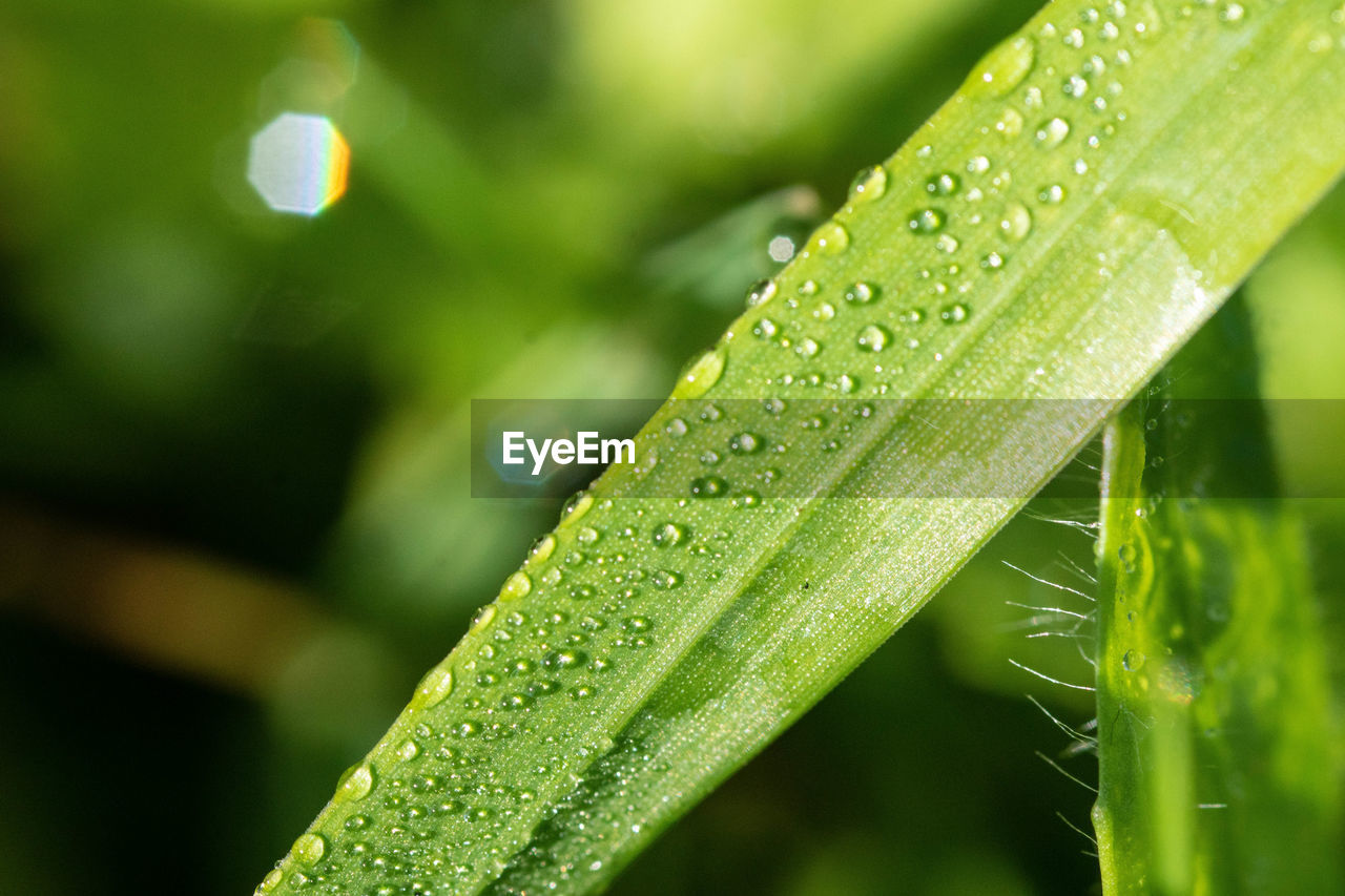 Close-up of raindrops on green leaves