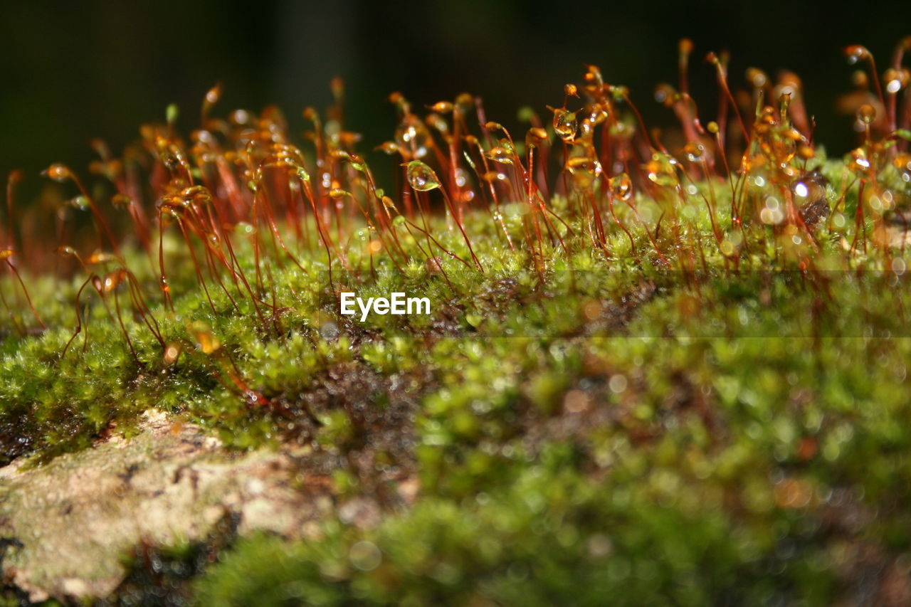 Close-up of plants growing on field