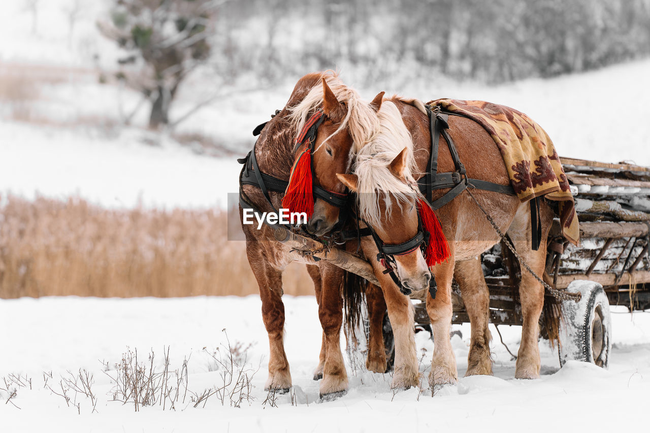 Panoramic view of horses on snowy field