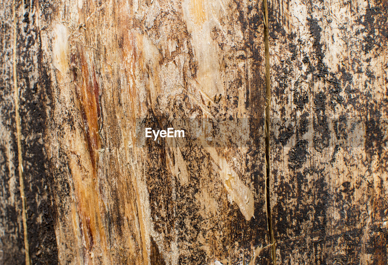 FULL FRAME SHOT OF BARK