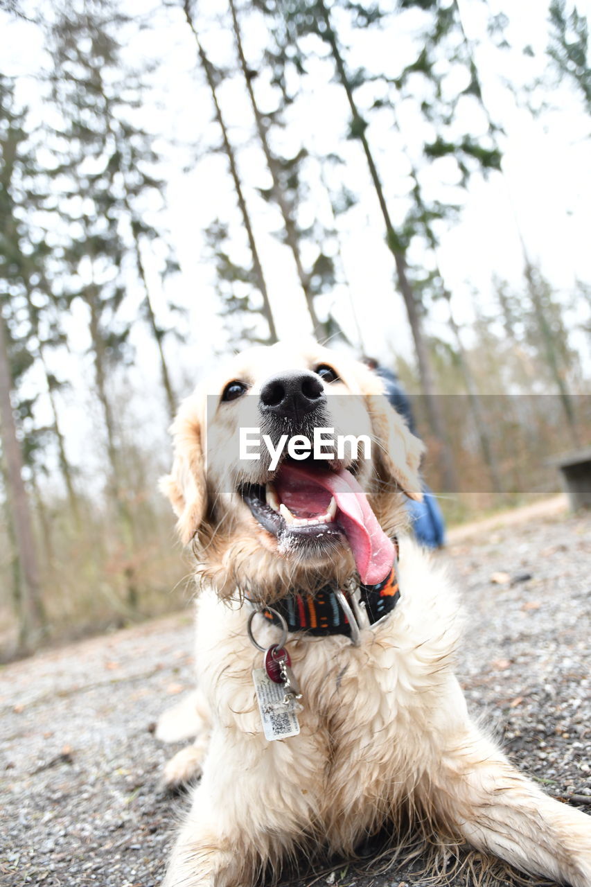 CLOSE-UP OF DOG SITTING IN PARK