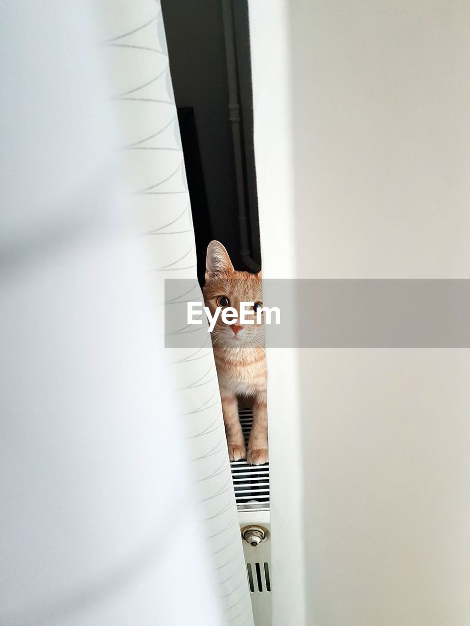 Portrait of cat on radiator seen through sofa