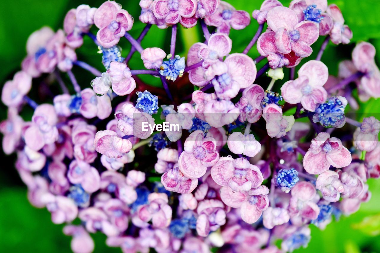 CLOSE-UP OF PURPLE HYDRANGEA