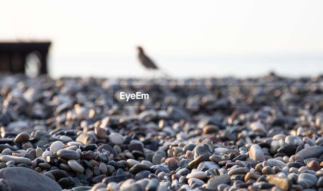 CLOSE-UP OF PEBBLES ON BEACH