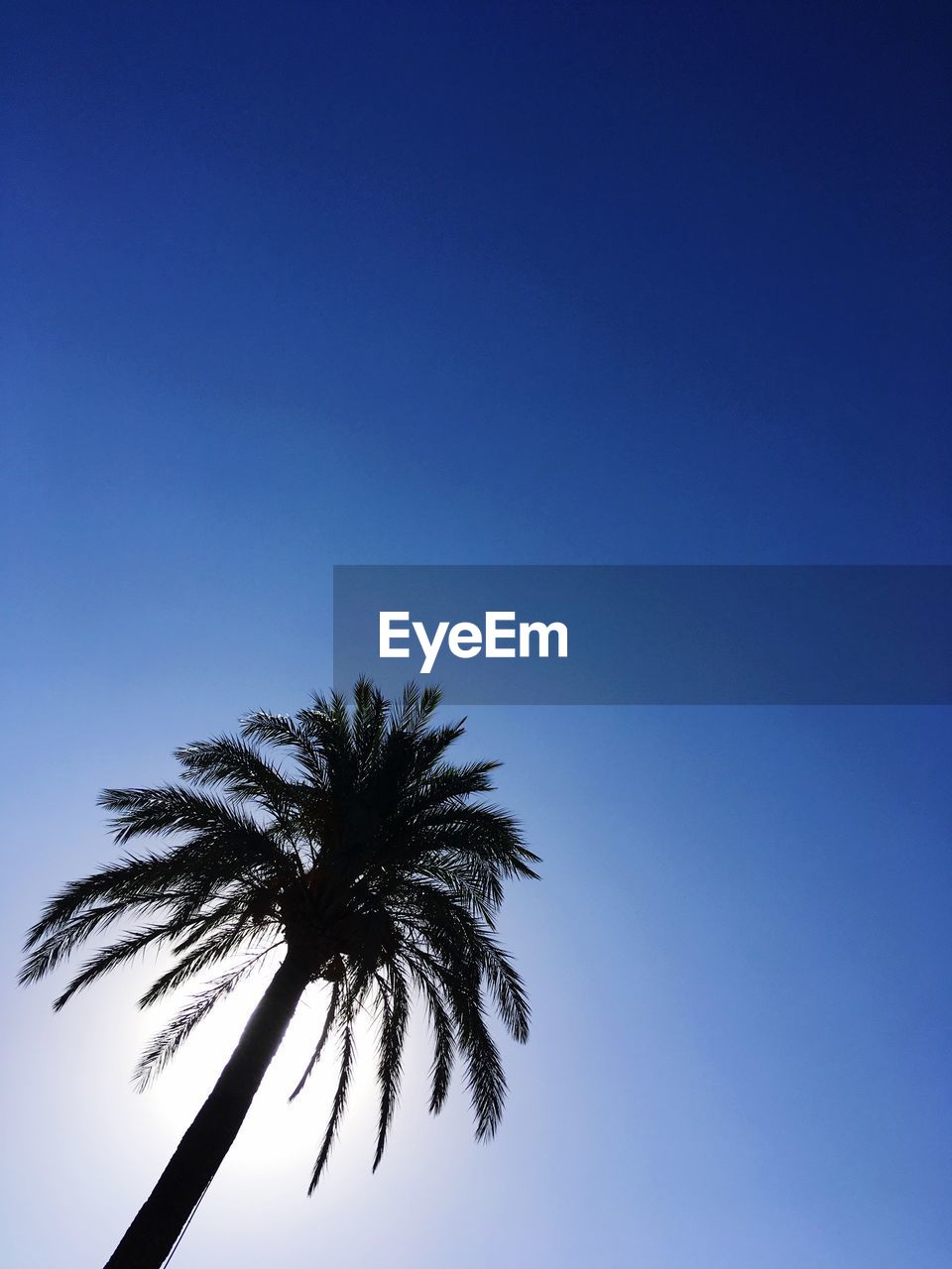 LOW ANGLE VIEW OF SILHOUETTE COCONUT PALM TREE AGAINST CLEAR BLUE SKY