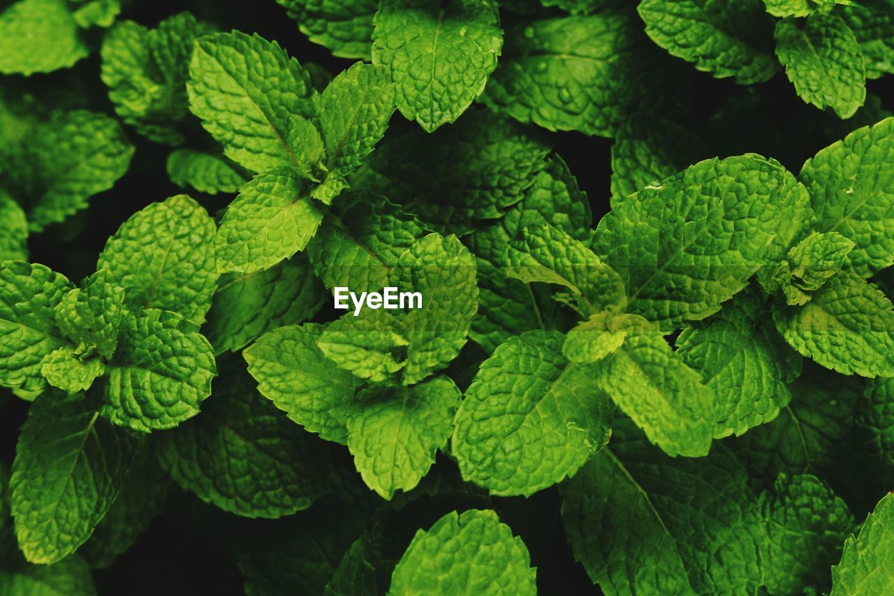 Close-up of green leaves