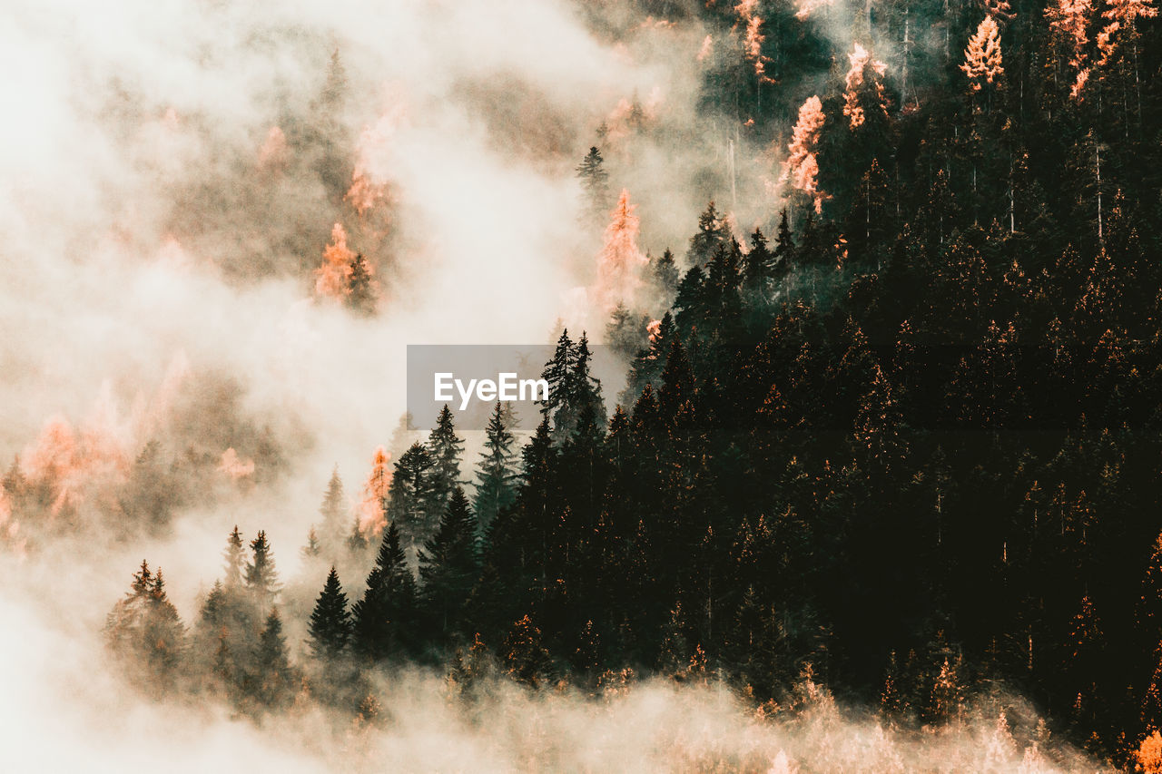 PANORAMIC VIEW OF PINE TREES IN FOREST