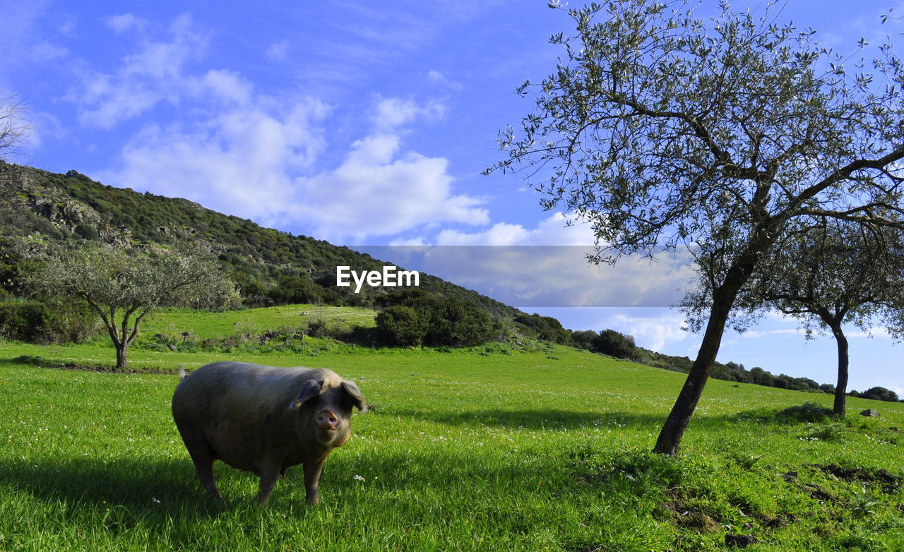 Pig grazing on field against sky