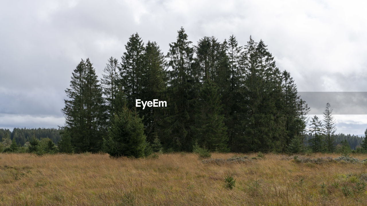 Pine trees on field against sky