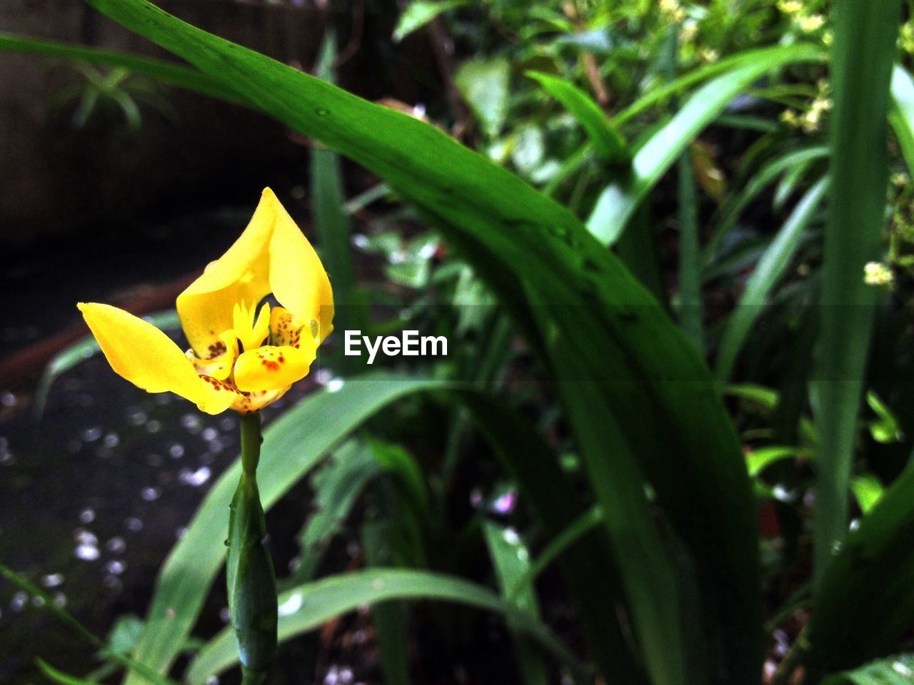 Close-up of yellow flower