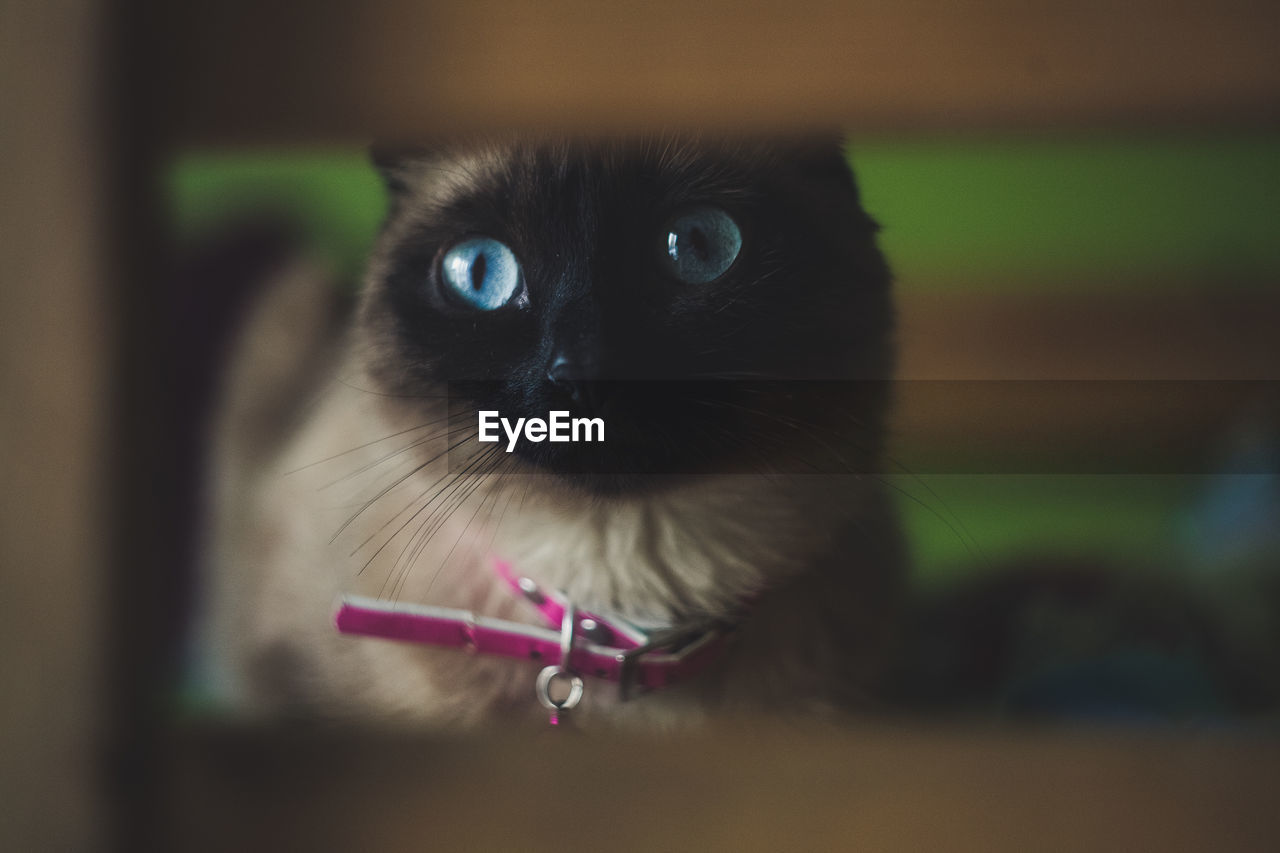 Close-up portrait of a siamese cat