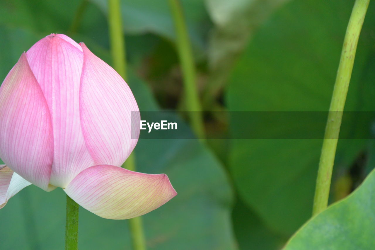 Close-up of pink water lily