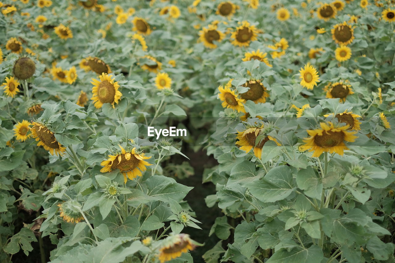 CLOSE-UP OF YELLOW FLOWERING PLANT