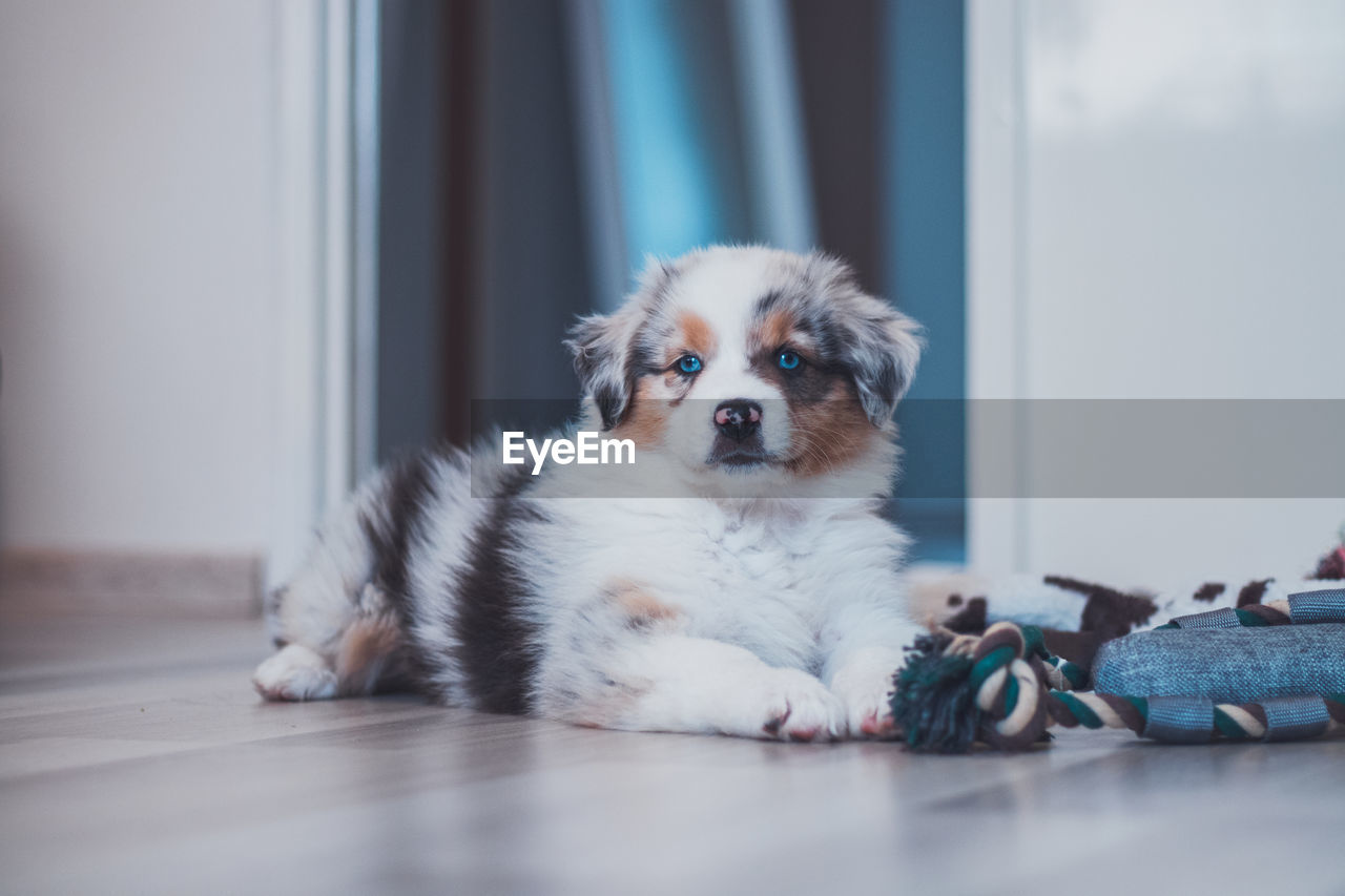 Tired australian shepherd puppy rests on her blanket and enjoys dreamland