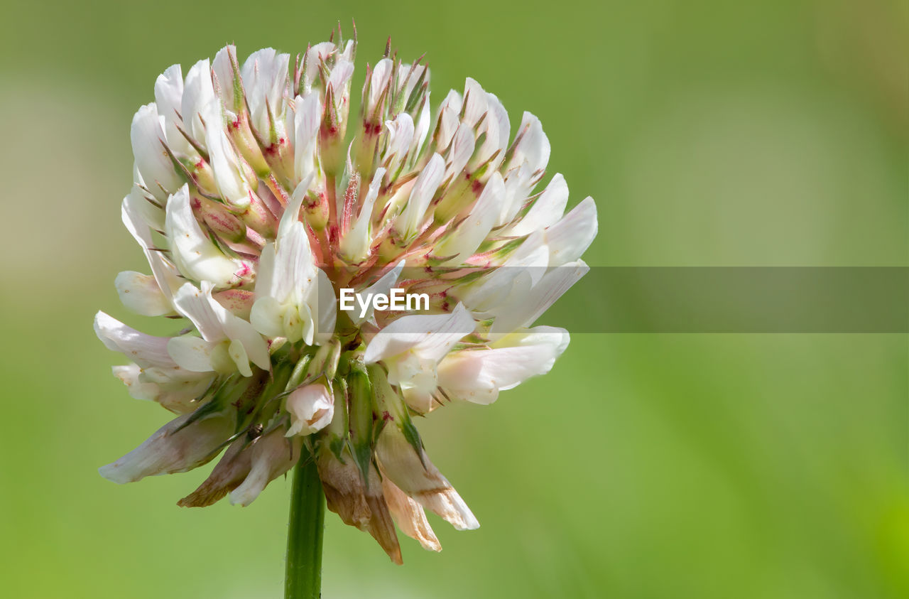 Macro shot of a white clover flower with a green background