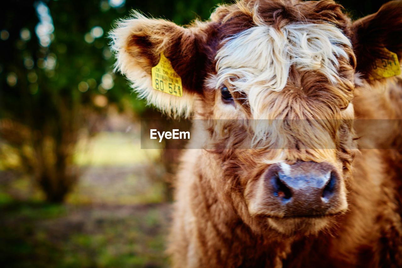 Close-up of highland cattle