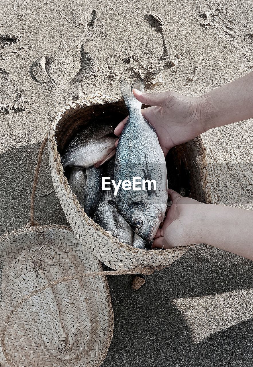 Cropped hands putting caught fish in container at beach