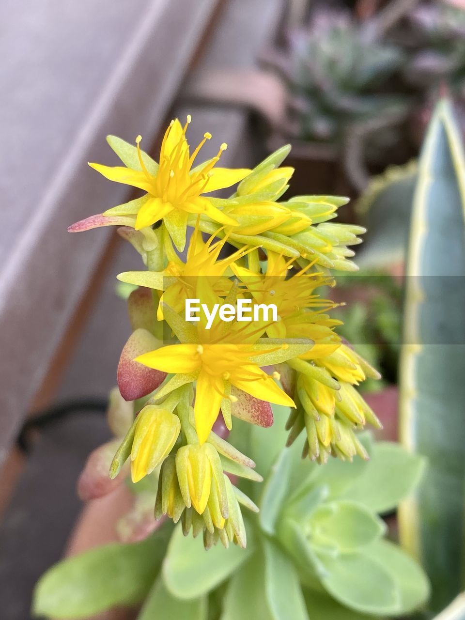 flower, flowering plant, plant, yellow, beauty in nature, freshness, close-up, nature, growth, flower head, fragility, focus on foreground, petal, inflorescence, outdoors, day, cactus, leaf, no people, plant part, selective focus, blossom