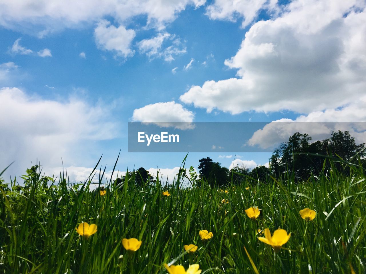 Yellow flowering plants on field against sky