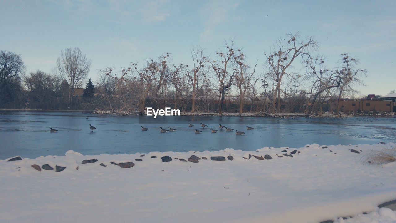 VIEW OF BIRDS ON TREE