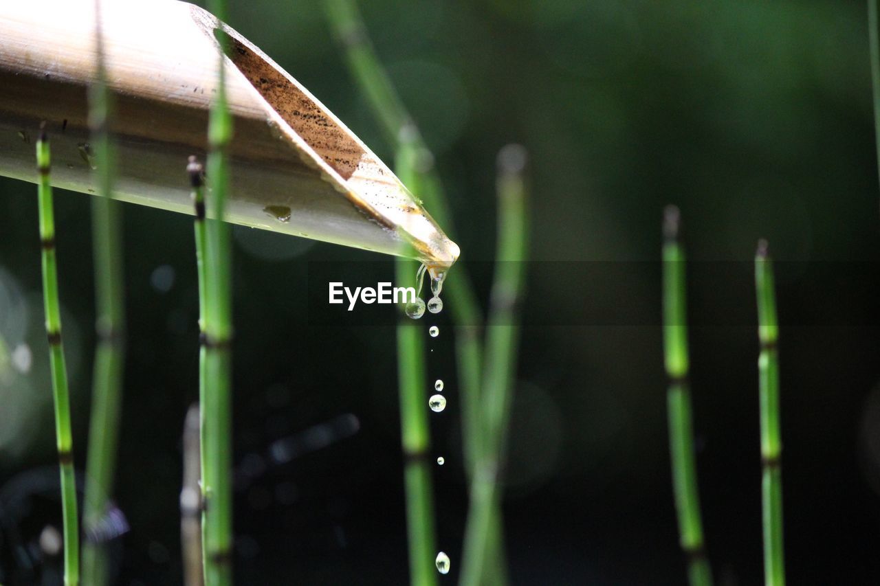 Water flowing bamboo