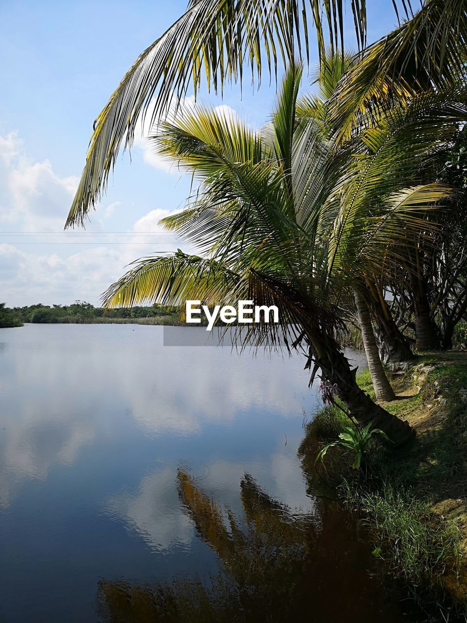 REFLECTION OF PALM TREES ON WATER