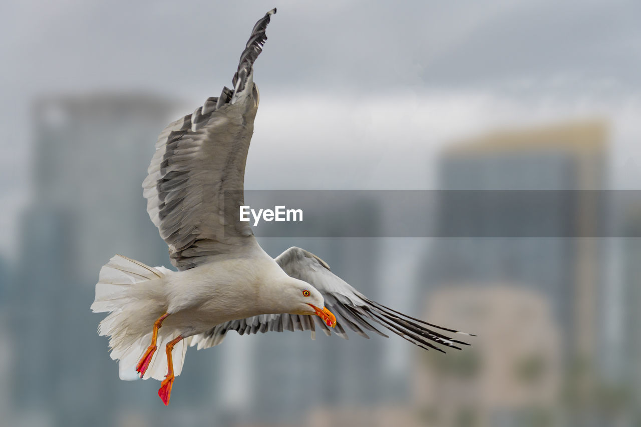 animal themes, animal, bird, animal wildlife, flying, wildlife, one animal, spread wings, animal body part, nature, gull, beak, no people, focus on foreground, seabird, animal wing, outdoors, mid-air, motion, day, full length, wing
