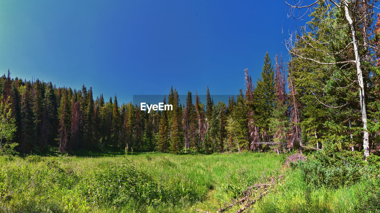 panoramic view of trees on field against clear blue sky