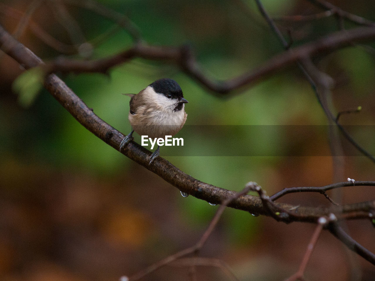 animal themes, animal, animal wildlife, bird, wildlife, one animal, branch, nature, tree, perching, beak, plant, no people, sparrow, focus on foreground, close-up, outdoors