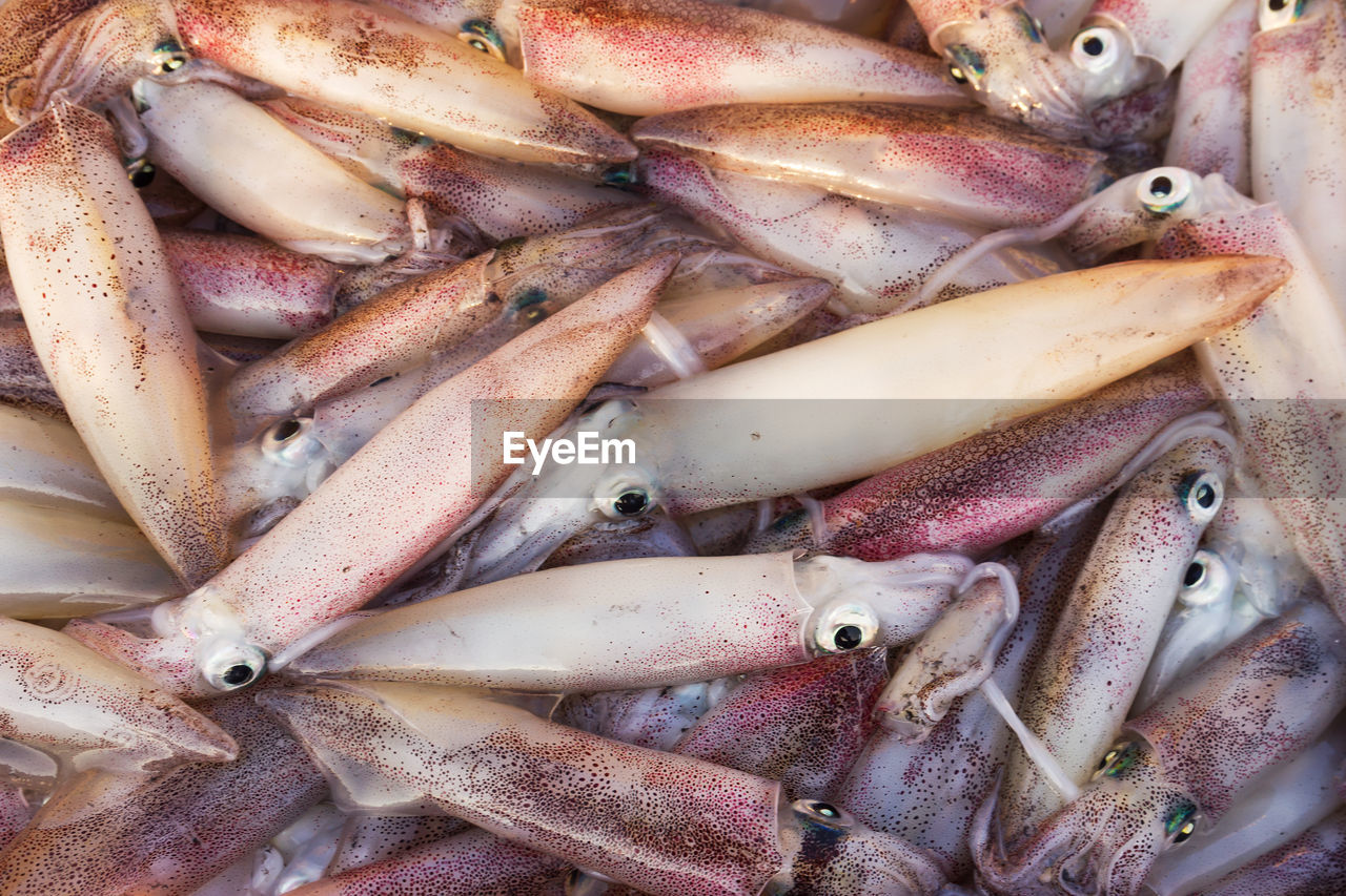 Closeup fresh squid in the seafood market