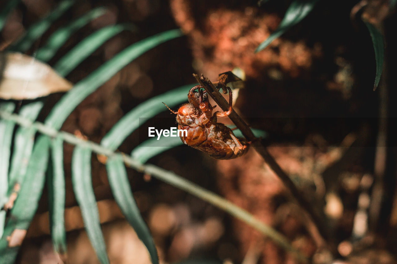 Close-up of insect on plant