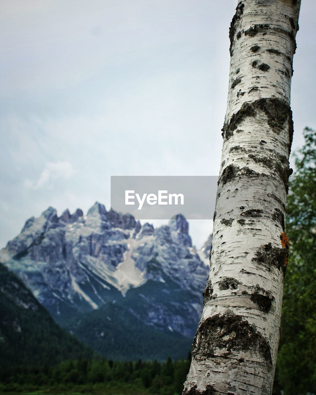 LOW SECTION OF TREE AGAINST MOUNTAIN RANGE