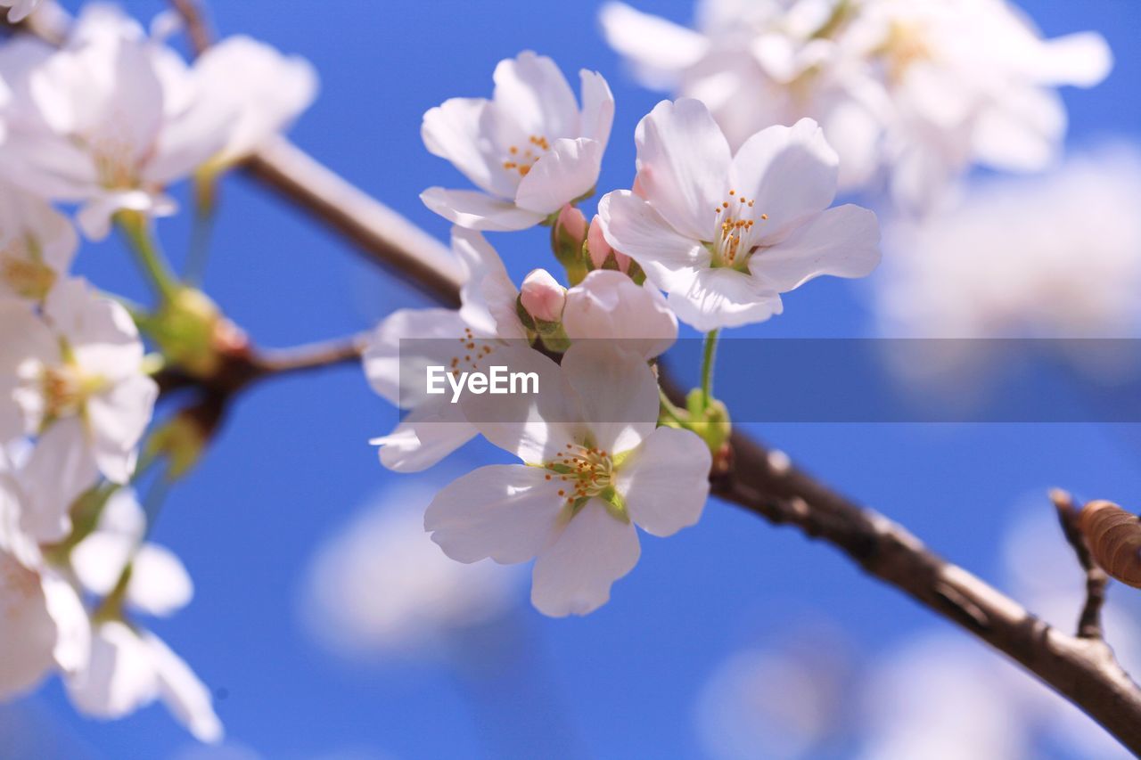 CLOSE-UP OF WHITE FLOWERS BLOOMING IN PARK