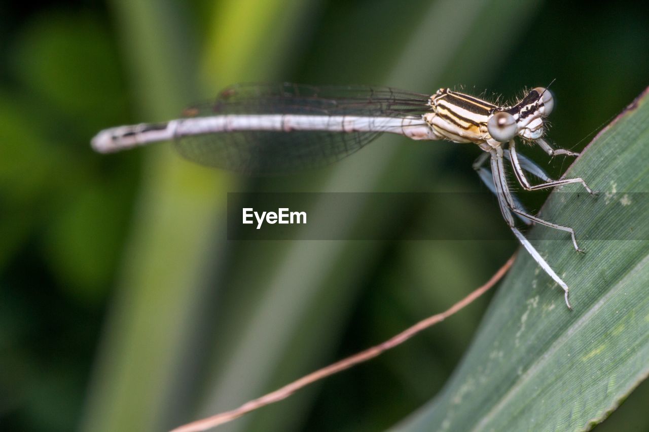 Close-up of white-legged damselfly on leaf