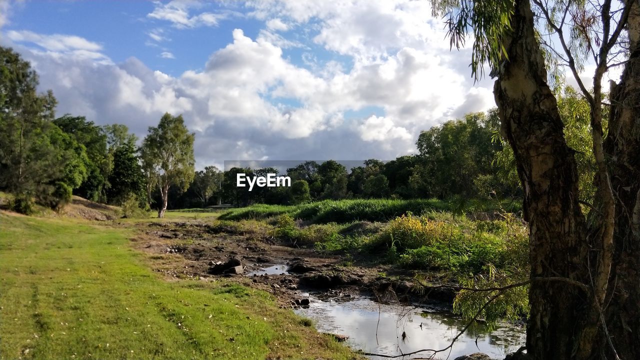 PANORAMIC SHOT OF TREES GROWING IN GARDEN