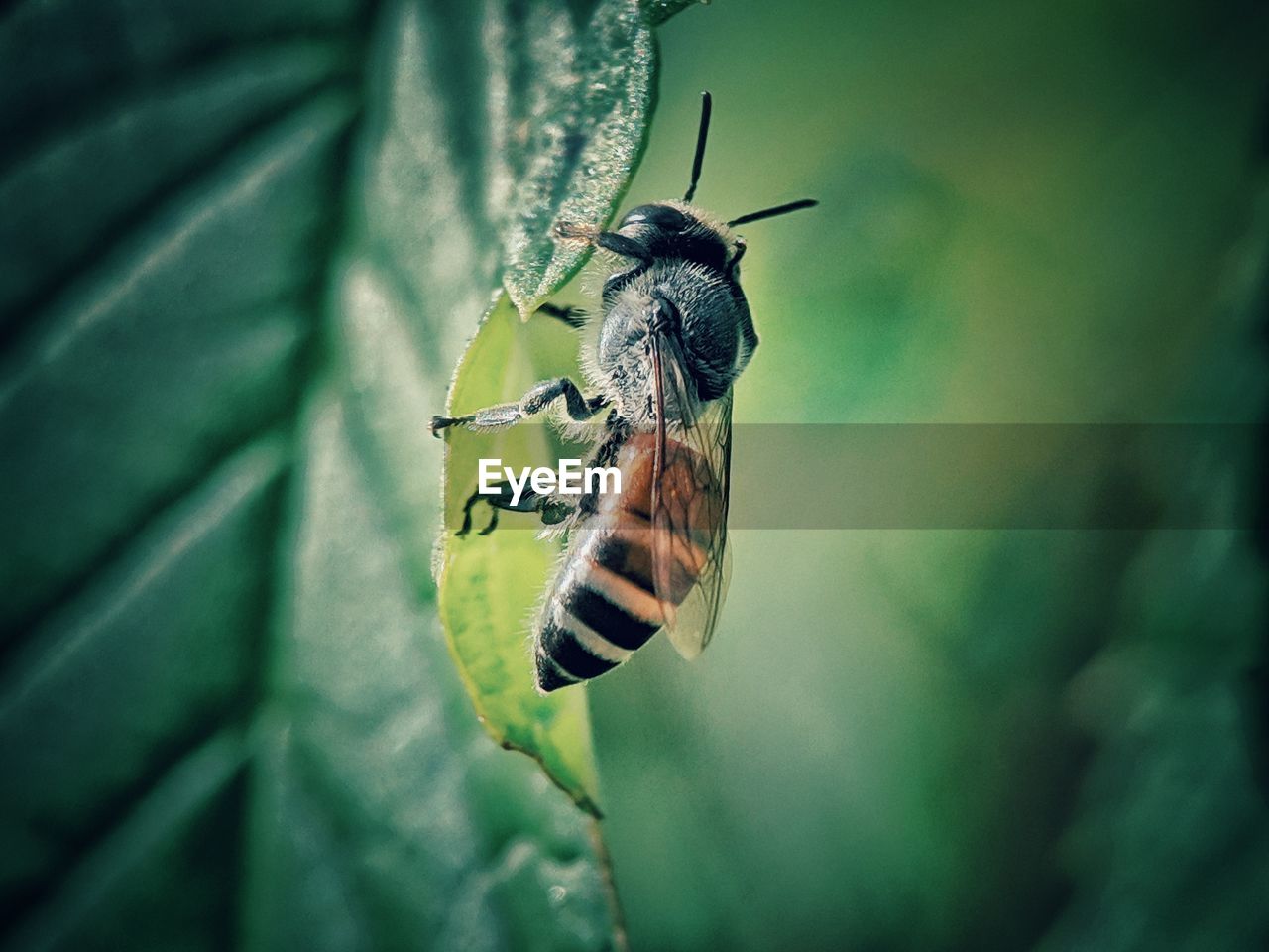 CLOSE-UP OF GRASSHOPPER